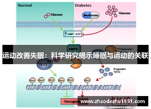 运动改善失眠：科学研究揭示睡眠与运动的关联